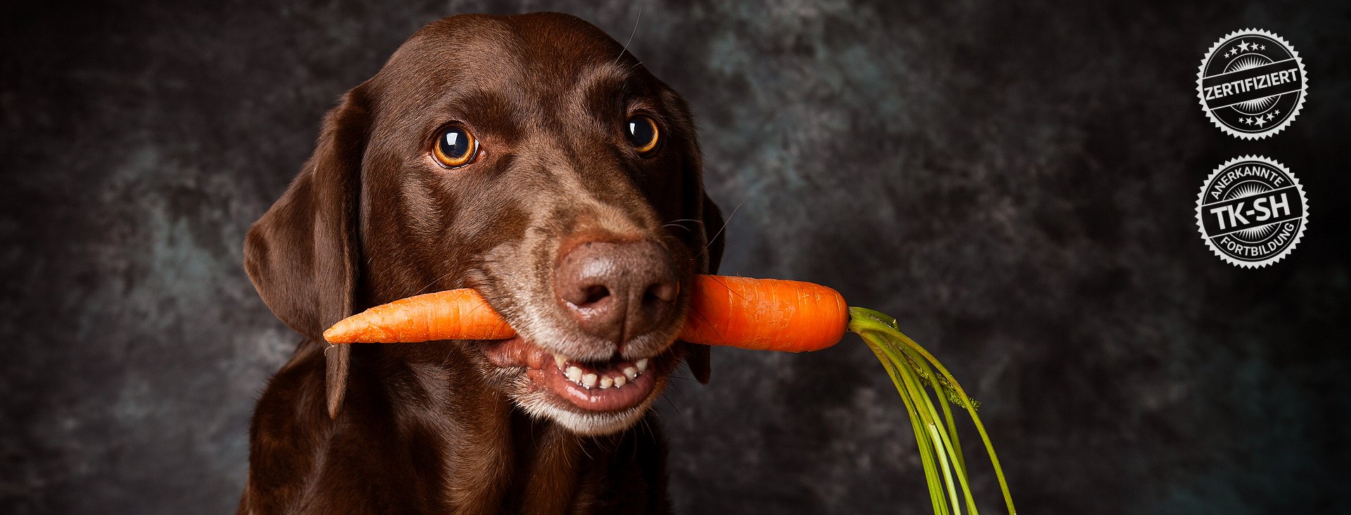 Ernährungsassistent-Hund